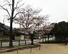 hanami_66.JPG